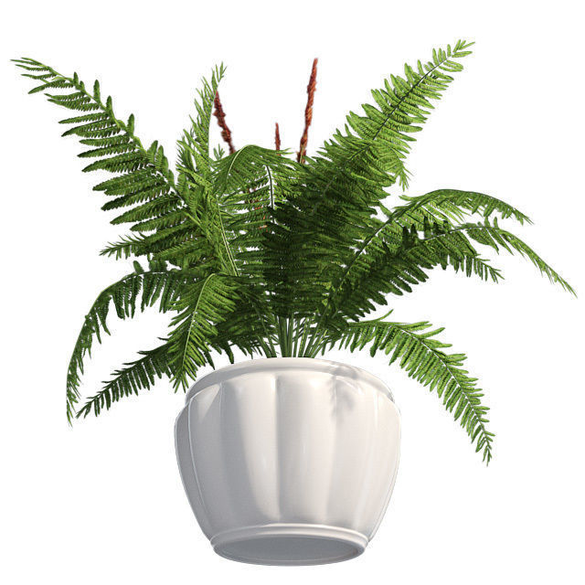 Cinnamon Fern in Pot Low-poly 3D model_4