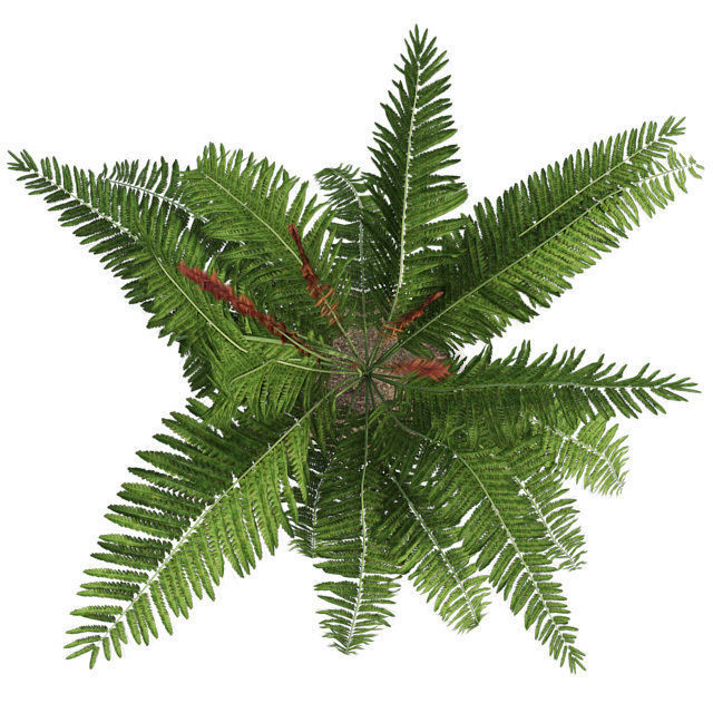 Cinnamon Fern in Pot Low-poly 3D model_3