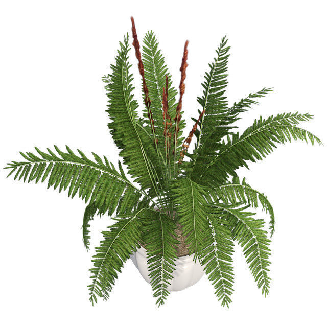 Cinnamon Fern in Pot Low-poly 3D model_2