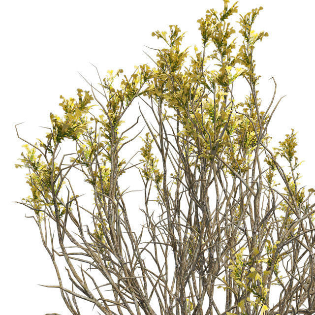 Broom Snakeweed Spring in Pot Low-poly 3D model_4
