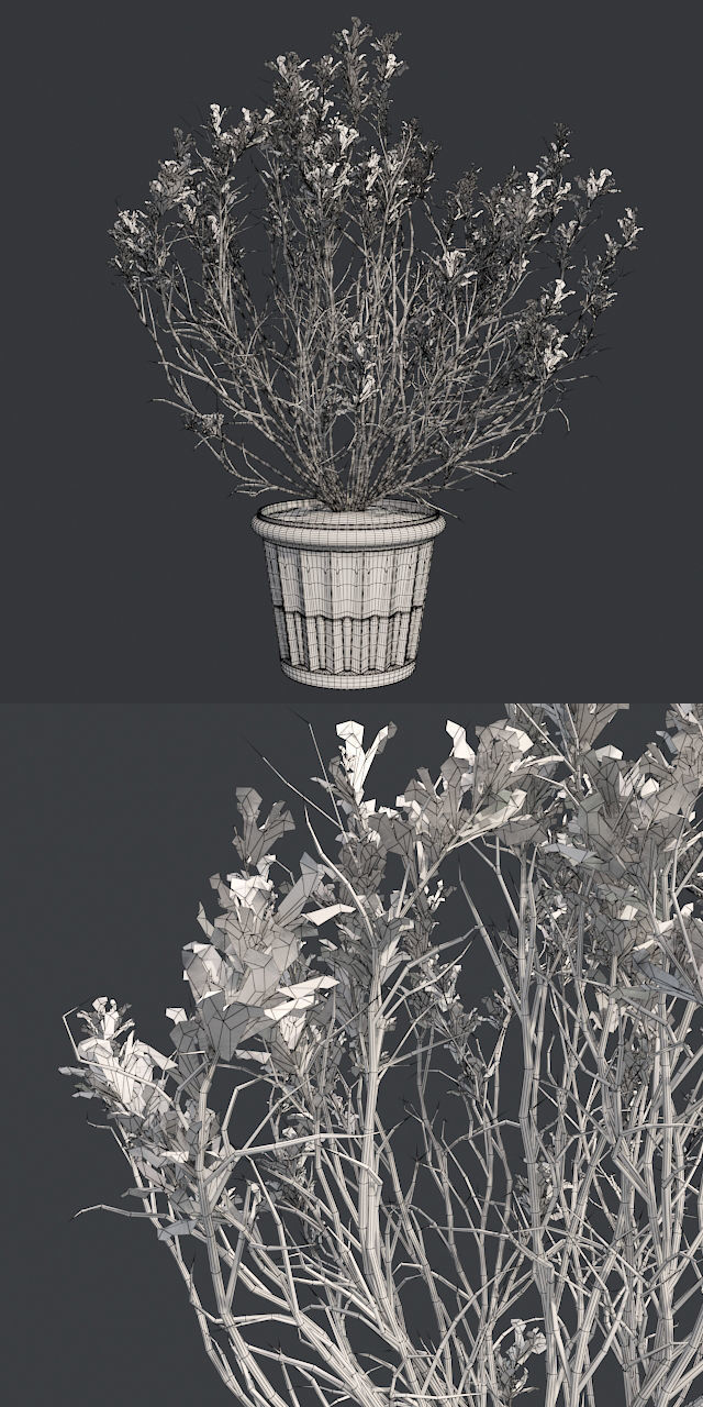 Broom Snakeweed Spring in Pot Low-poly 3D model_5