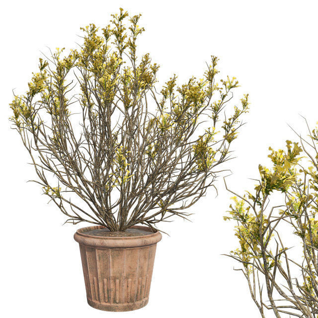 Broom Snakeweed Spring in Pot Low-poly 3D model_1