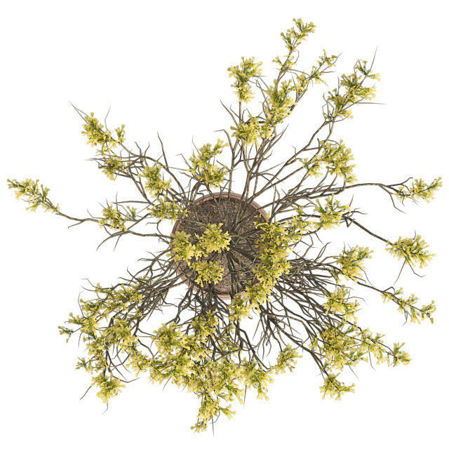 Broom Snakeweed Spring in Pot Low-poly 3D model_3