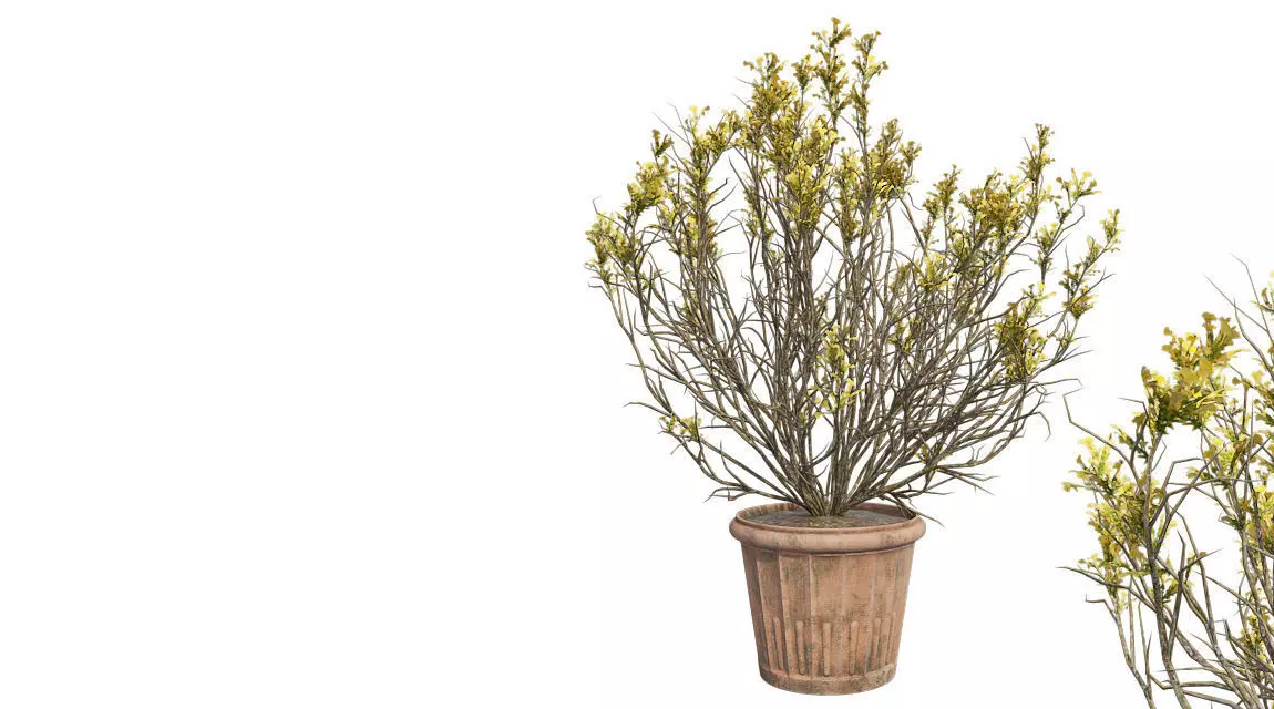 Broom Snakeweed Spring in Pot Low-poly 3D model_0