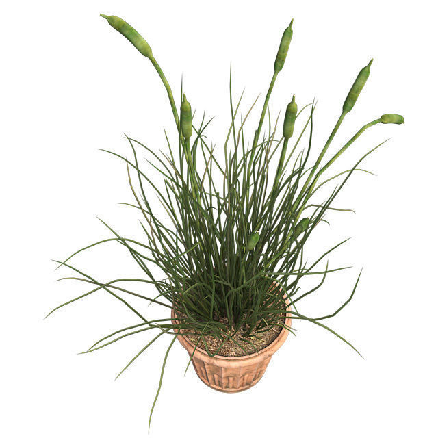 Cattail in Pot Low-poly 3D model_3