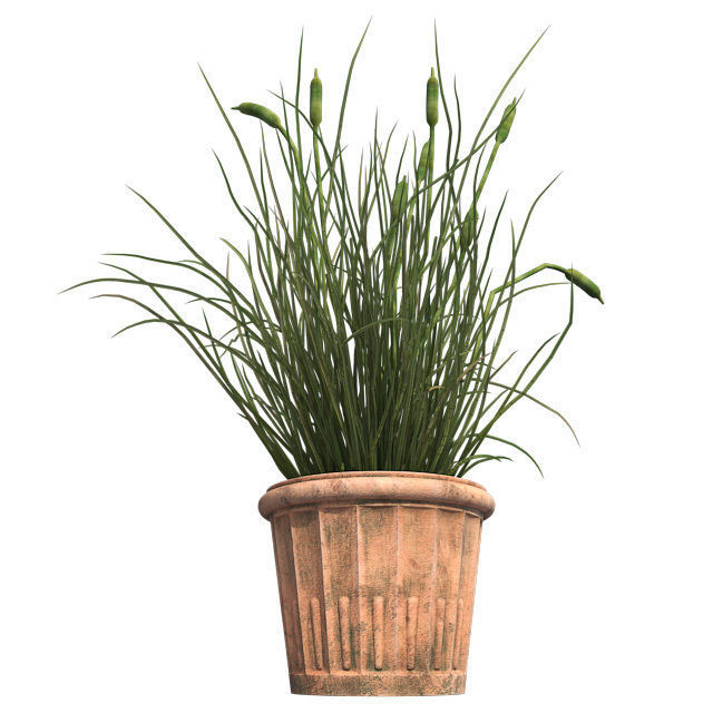 Cattail in Pot Low-poly 3D model_2