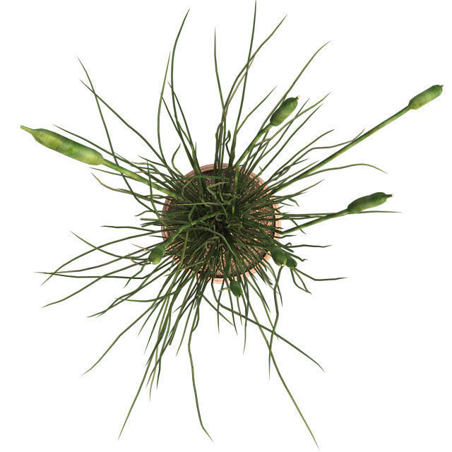 Cattail in Pot Low-poly 3D model_4
