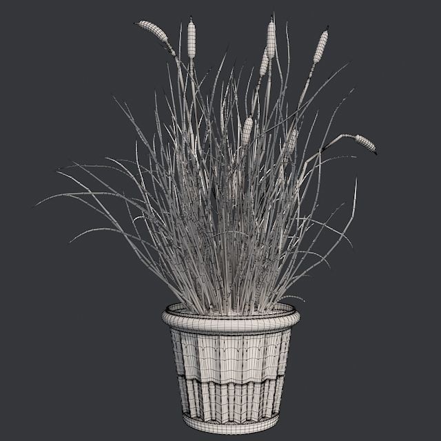 Cattail in Pot Low-poly 3D model_5