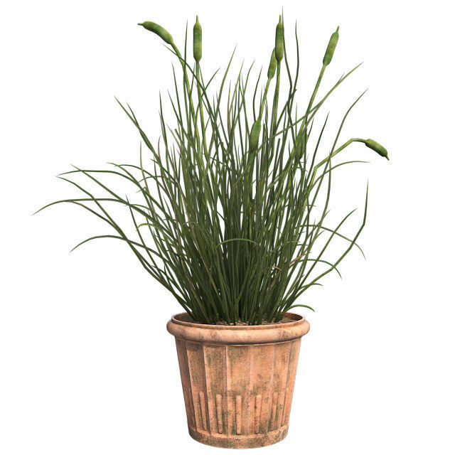 Cattail in Pot Low-poly 3D model_1