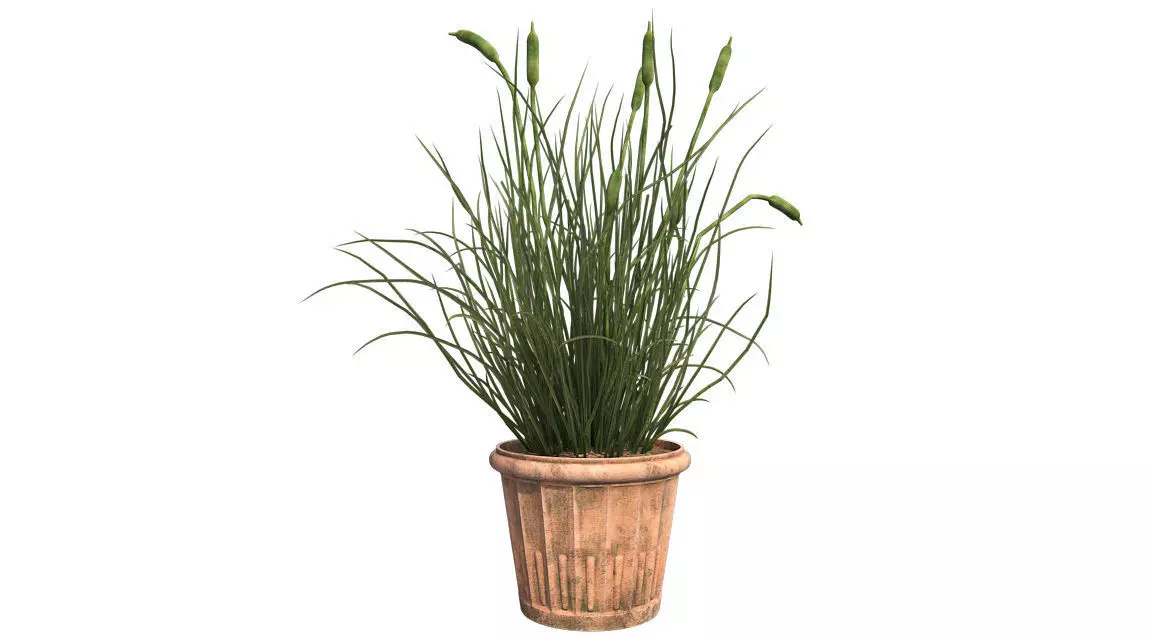 Cattail in Pot Low-poly 3D model_0