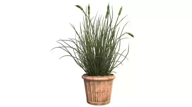Cattail in Pot Low-poly 3D model