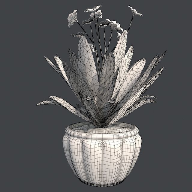 Frailejon  Espeletia in Pot Low-poly 3D model_5