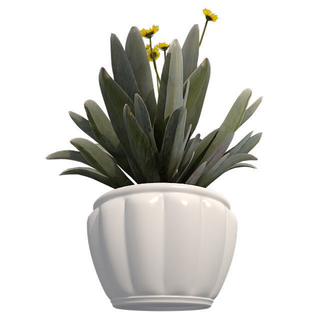 Frailejon  Espeletia in Pot Low-poly 3D model_4