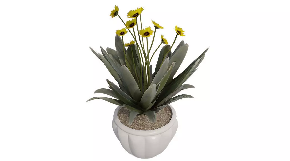 Frailejon  Espeletia in Pot Low-poly 3D model_0