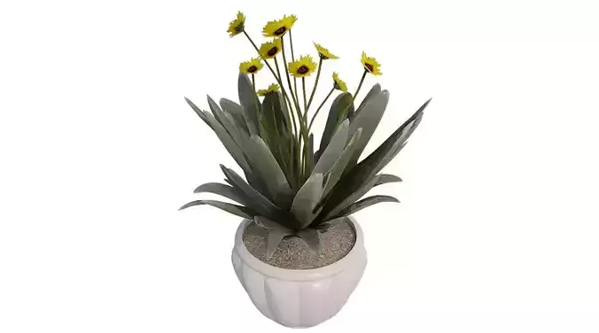Frailejon  Espeletia in Pot Low-poly 3D model