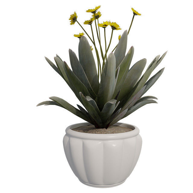 Frailejon  Espeletia in Pot Low-poly 3D model_1