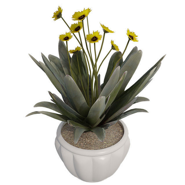 Frailejon  Espeletia in Pot Low-poly 3D model_2