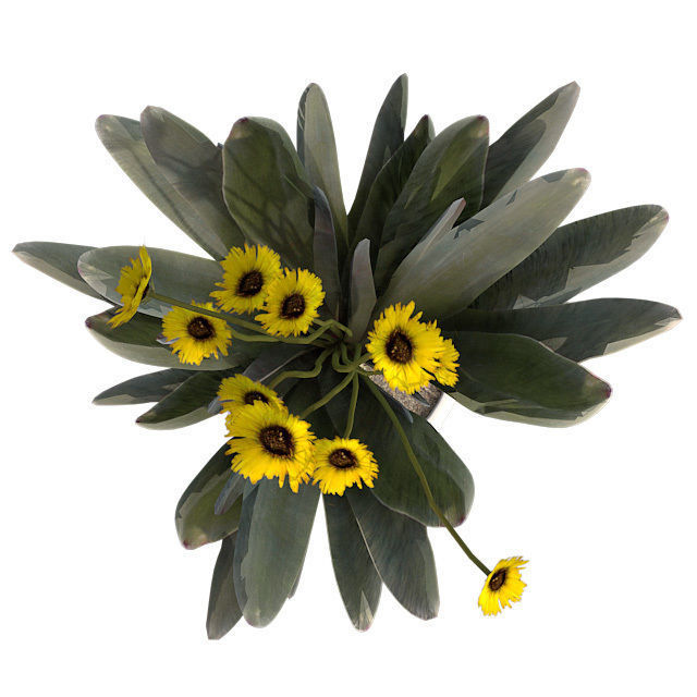 Frailejon  Espeletia in Pot Low-poly 3D model_3