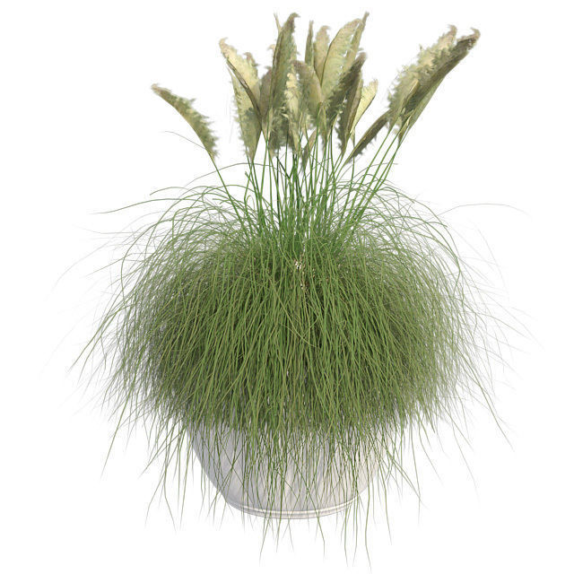 Pampas Grass in Pot Low-poly 3D model_1