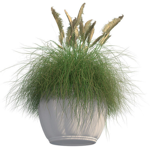 Pampas Grass in Pot Low-poly 3D model_4