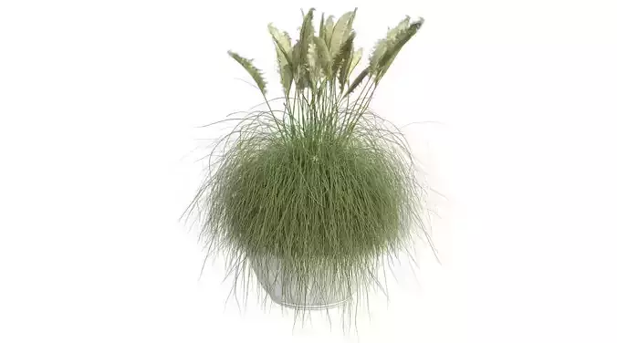 Pampas Grass in Pot Low-poly 3D model