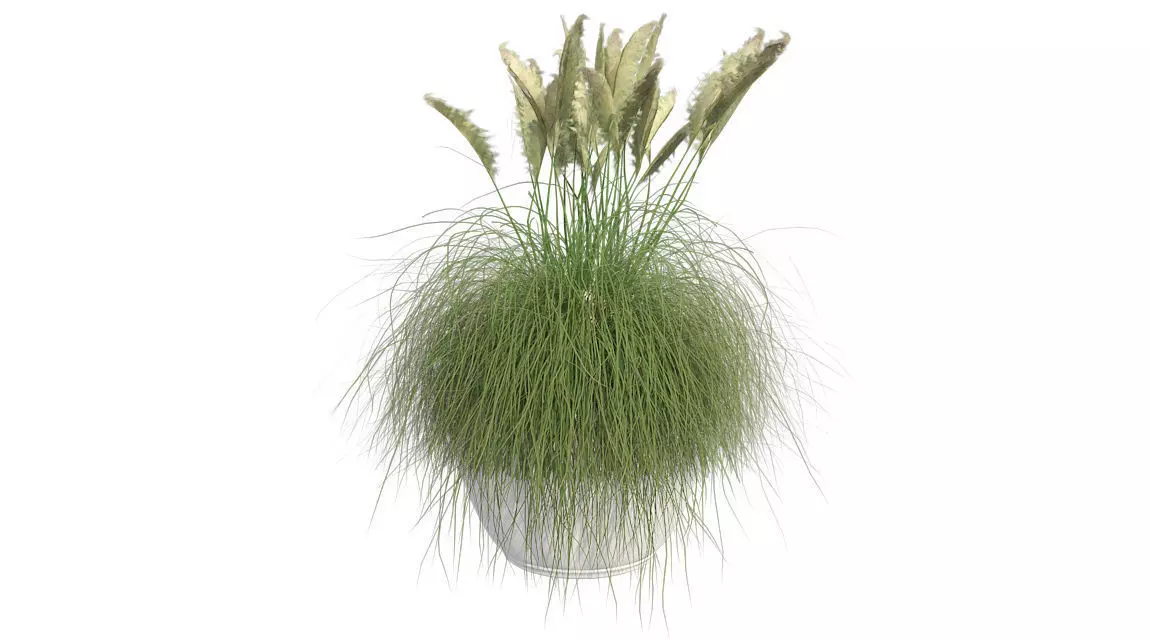 Pampas Grass in Pot Low-poly 3D model_0