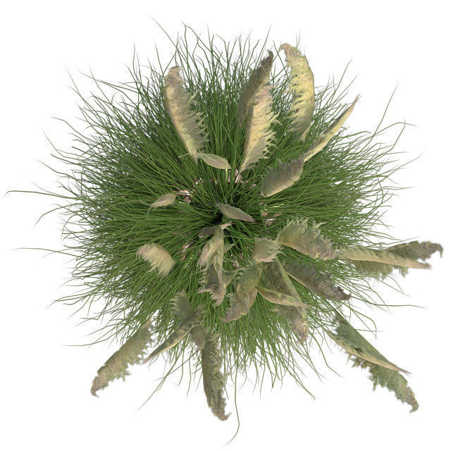 Pampas Grass in Pot Low-poly 3D model_3