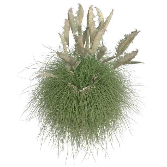 Pampas Grass in Pot Low-poly 3D model_2