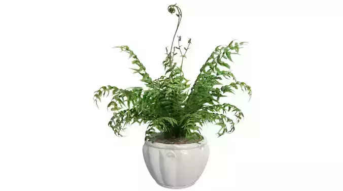 Western Sworn Fern in Pot
