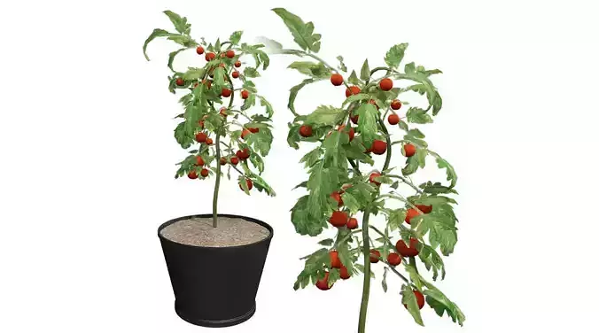 Tomato plant in Pot