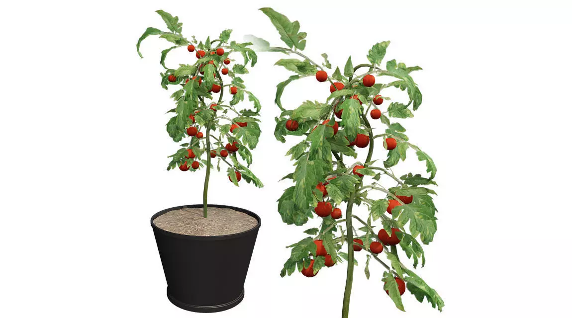 Tomato plant in Pot Low-poly 3D model