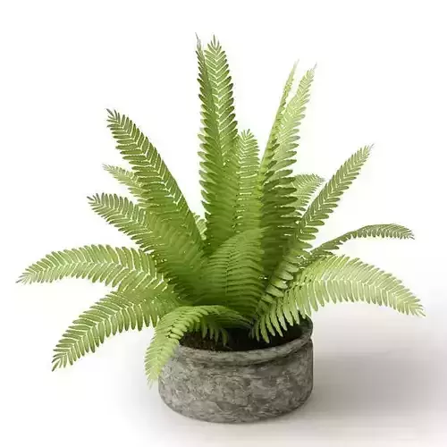 Potted Light Green Sago Cycas