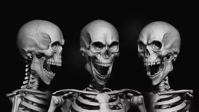 Zbrush skeleton - skull and Aantomy