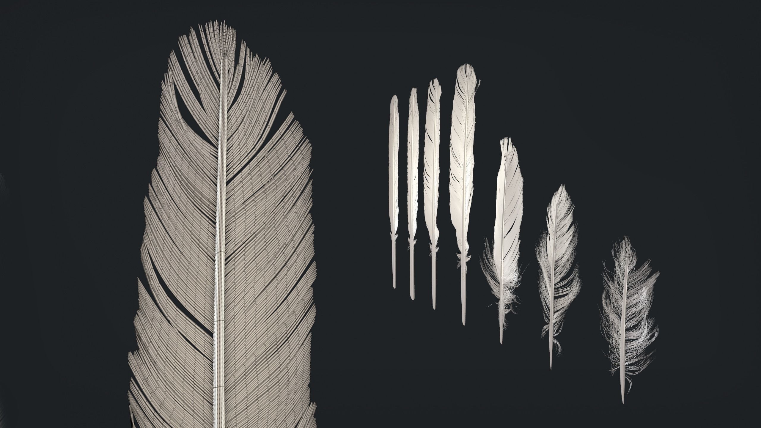 Birds feathers pack 3D model_1