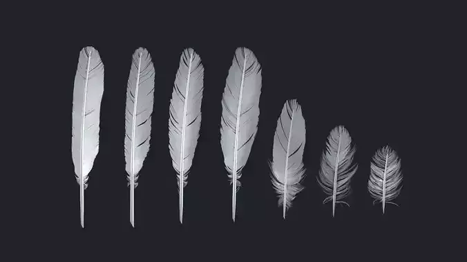 Birds feathers pack 3D model