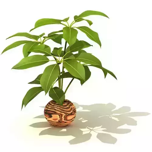 Potted Decorative Plant