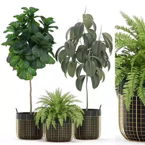 Plants collection 452