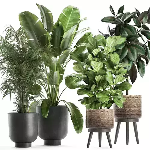 Plants in a flowerpots for the interior 861