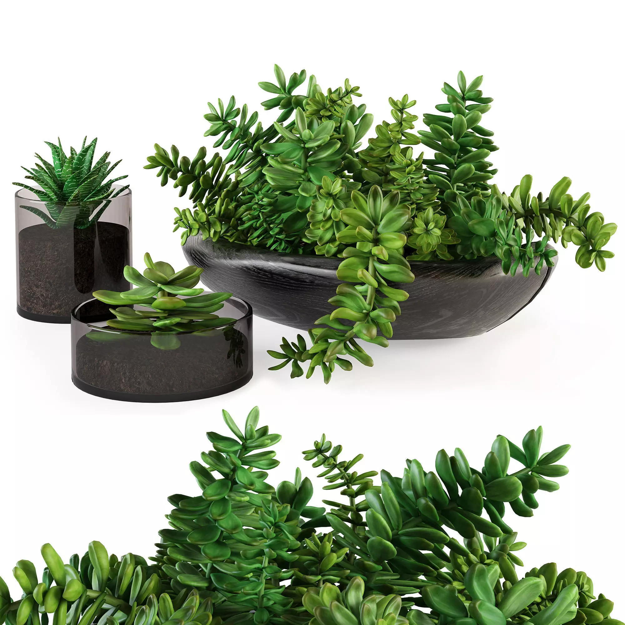 Bouquet succulents 3D model