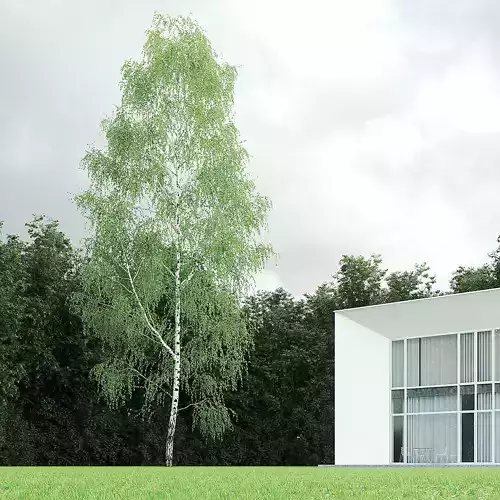 Betula Pendula 22 And A Half m 009