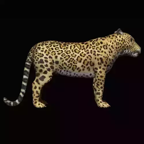 Jaguar Low-poly 3D model