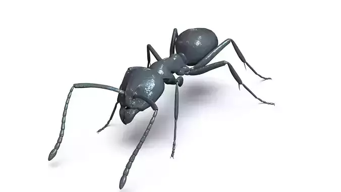 Ant model for 3D print