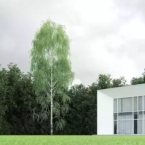 Betula Pendula 20m 008