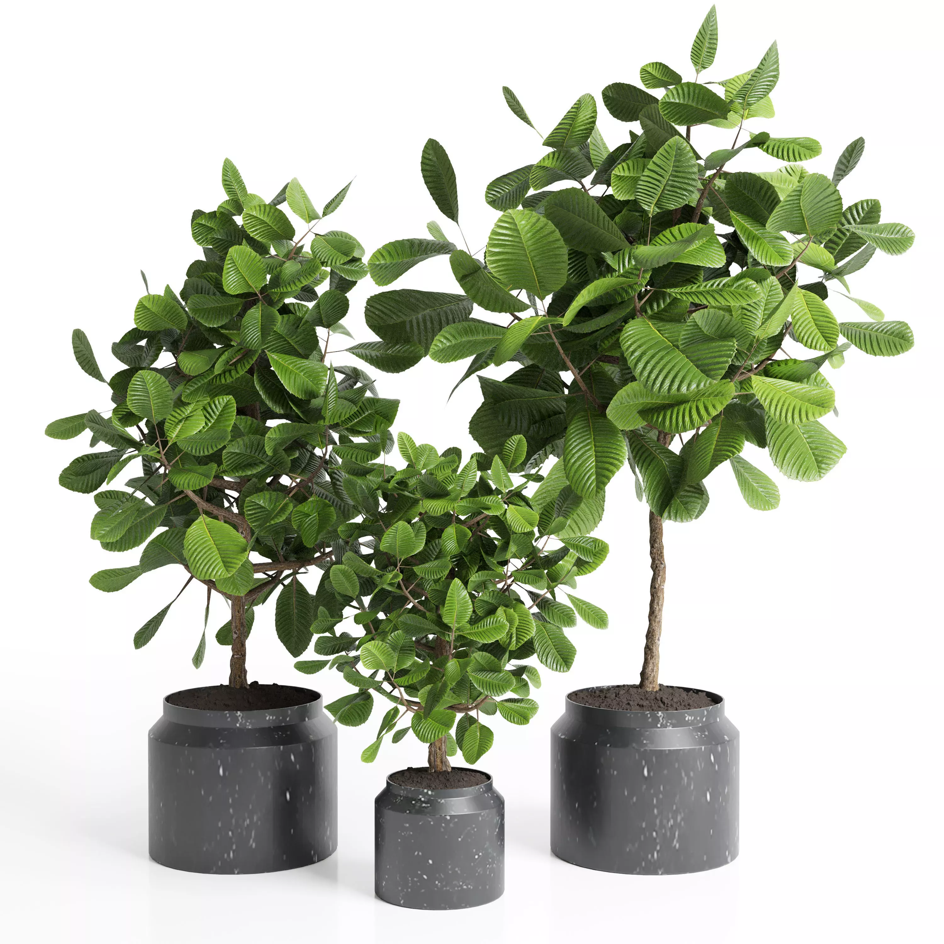 Indoor plant collection 27-marble vase Low-poly 3D model