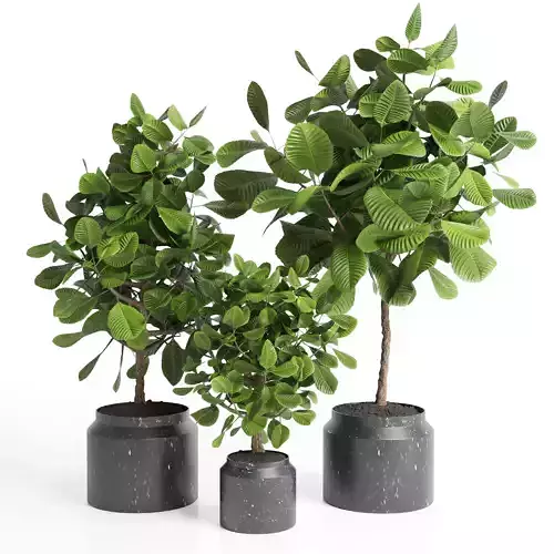 Indoor plant collection 27-marble vase