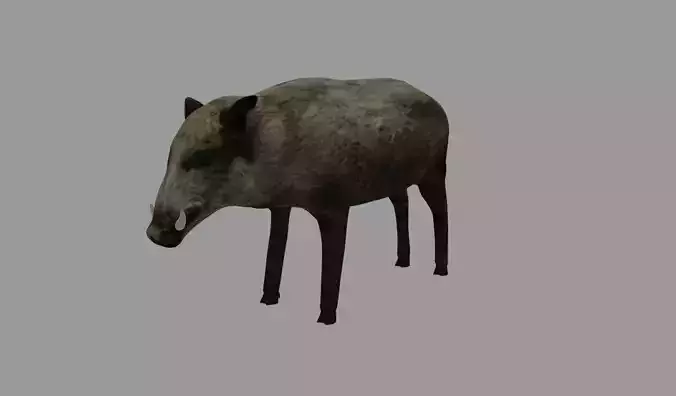 Boar - Javali Low-poly 3D model