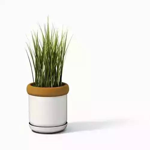 Plant In A White Pot
