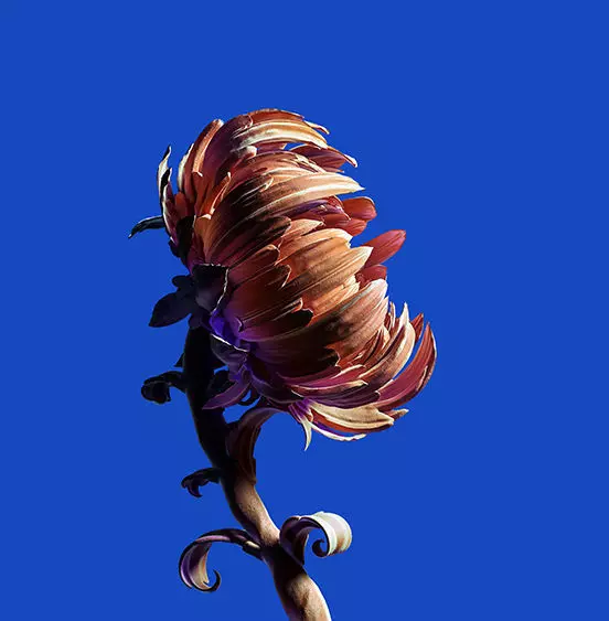 Artistic flower 3D model_0