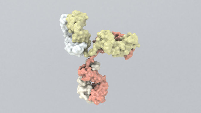 Antibody molecule 3D model