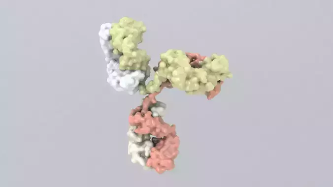 Antibody molecule 3D model
